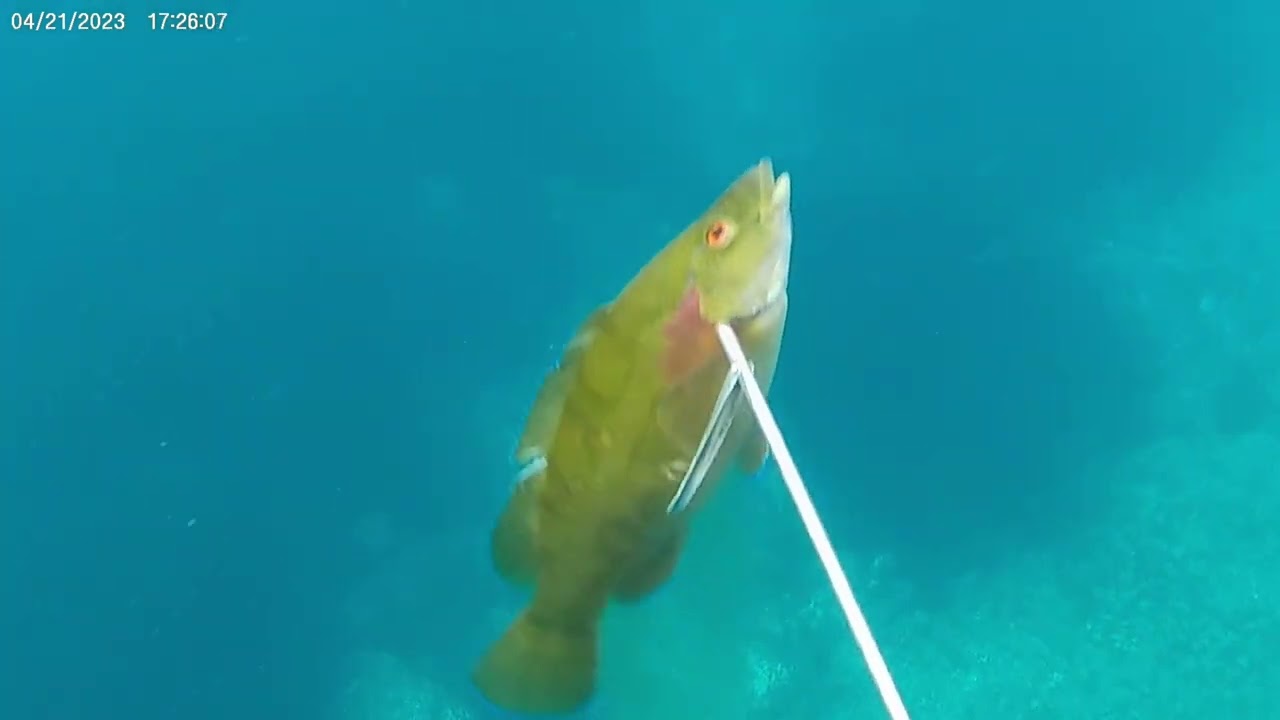 #صيد تحت الماء #spearfishing #octopus #chasse sous marine  #fishing 