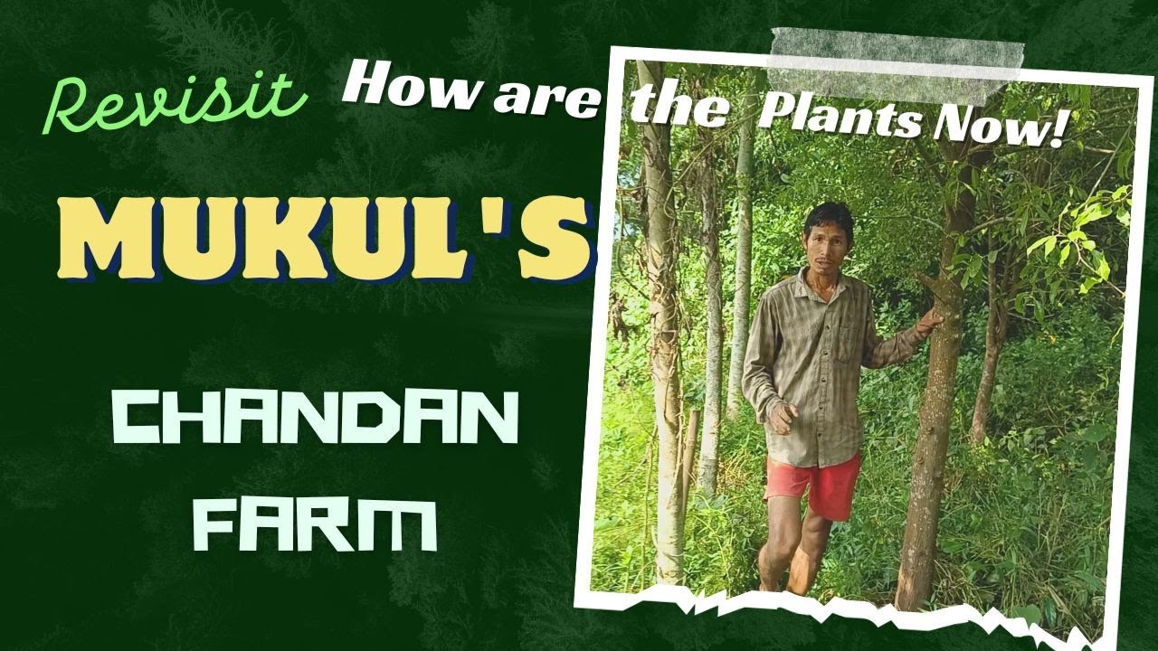 How are his sandalwood plants doing after two years? | revisit Mukul's Chandan Farm