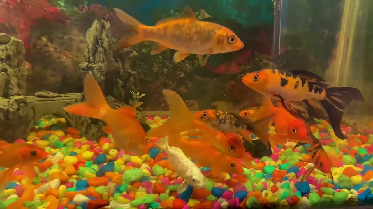 Carp fish / Gold fish Aquarium #video #fish #viral