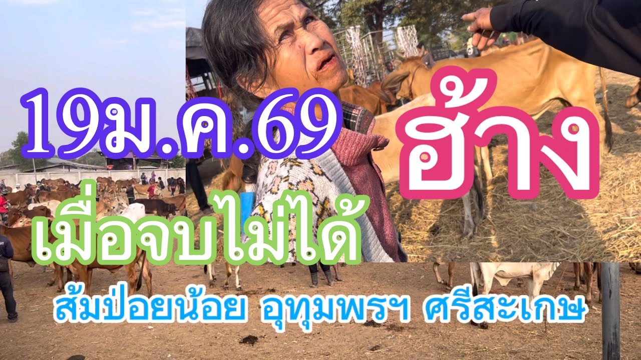 ฮ้าง#19ม.ค.69 ส้มป่อยน้อย