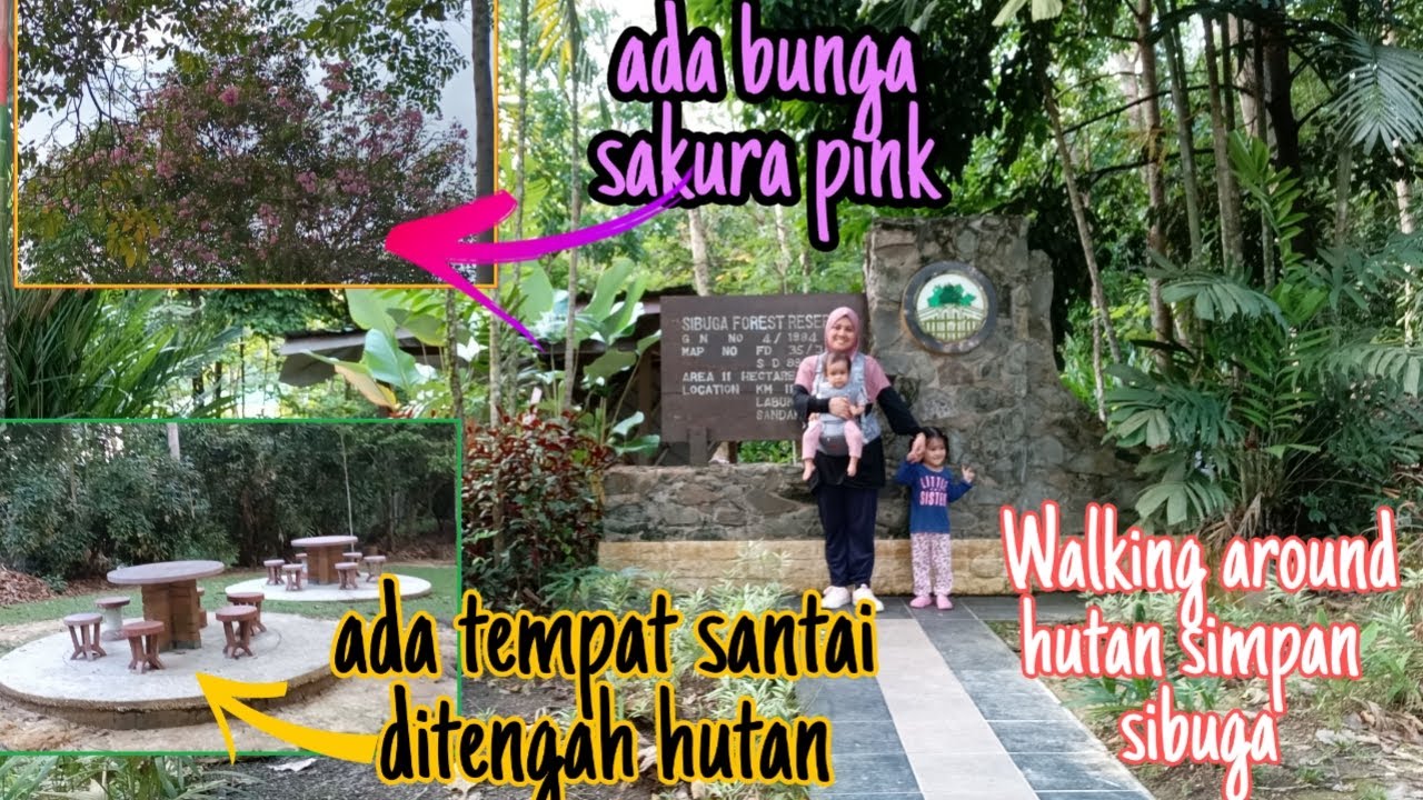 Ada set meja sumbangan orang taiwan⁉️hutan simpan Sandakan