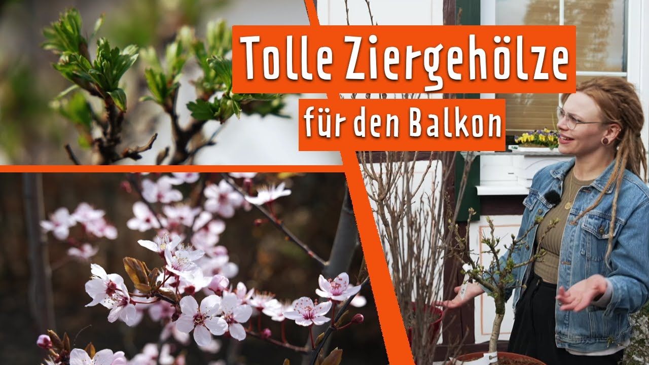 Diese schönen Mini-Ziergehölze wachsen gut im Kübel | MDR Garten