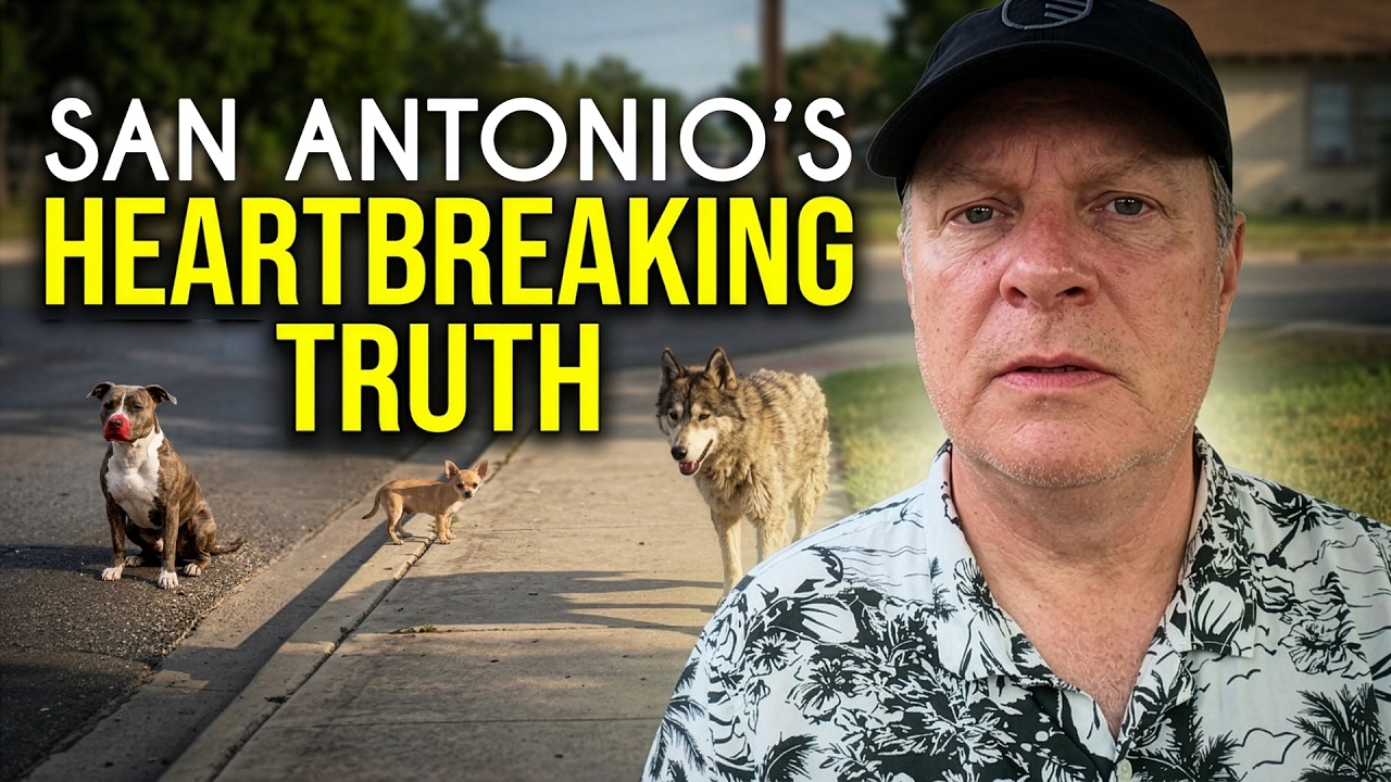 Riding Shotgun With Strays Data Proves San Antonio Has Massive Dog Problem!