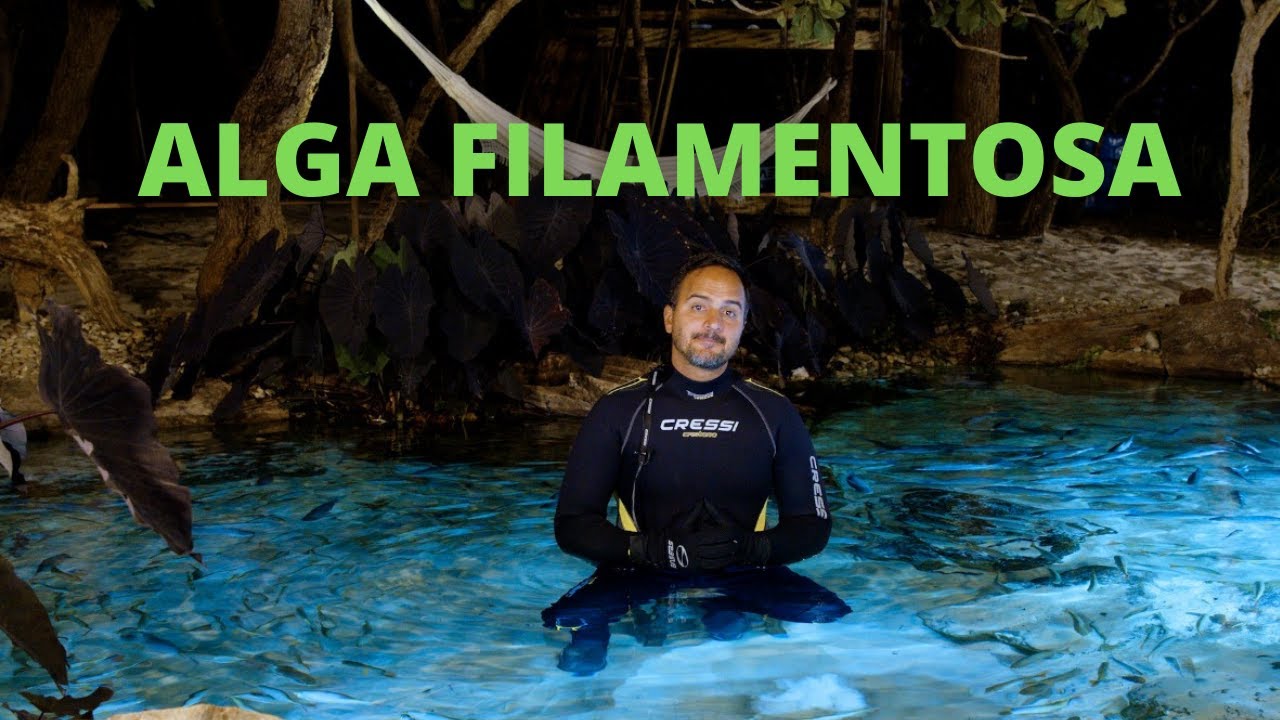 ALGA FILAMENTOSA | LAGO NA PRÁTICA | DICA DE OURO EP61