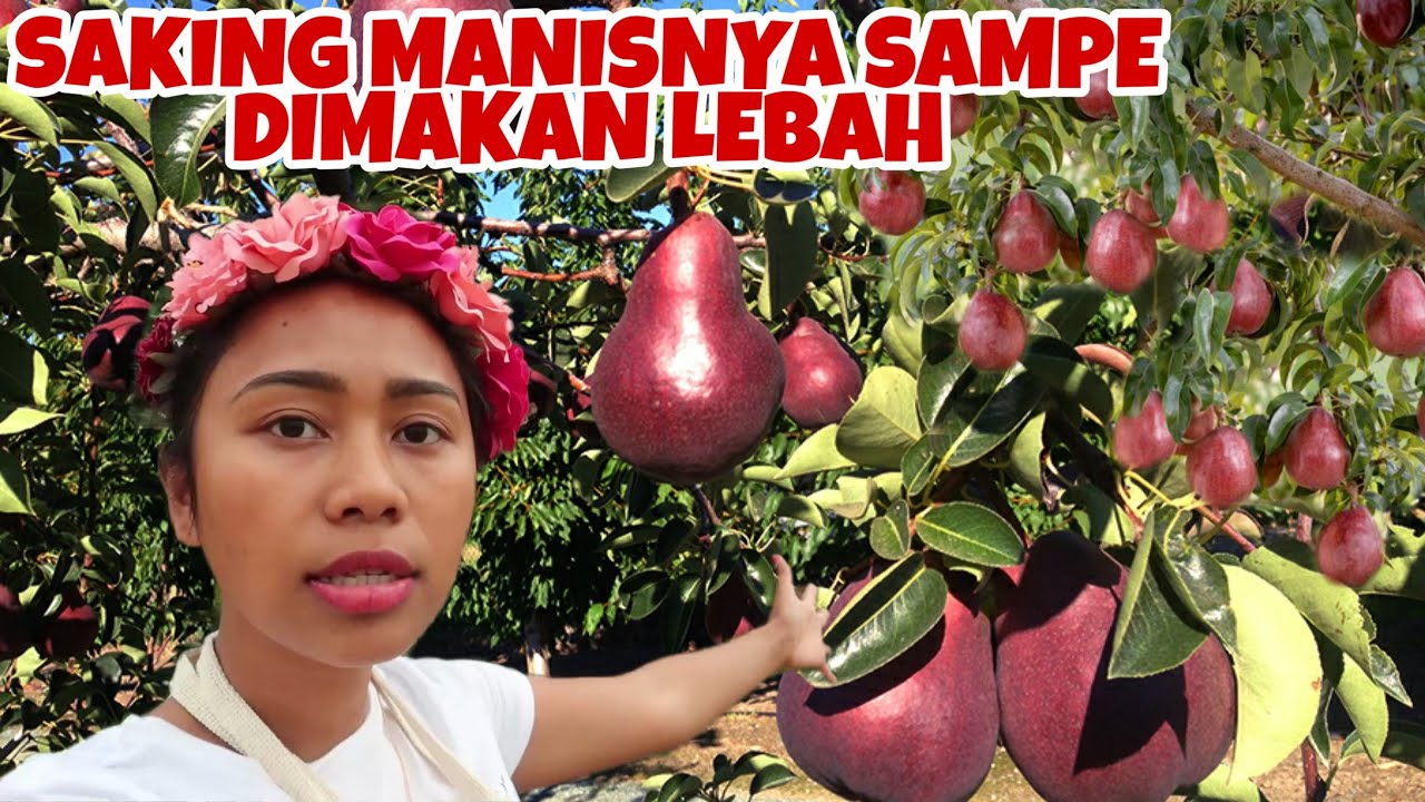 PANEN BUAH PIR MERAH LIAR, KECIL POHONNYA LEBAT BUAHNYA