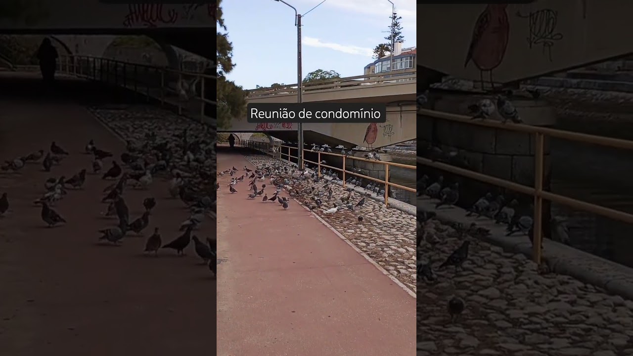 Reuni&atilde;o de condom&iacute;nio 🤣 #vidadeimigrante #portugal #pombos