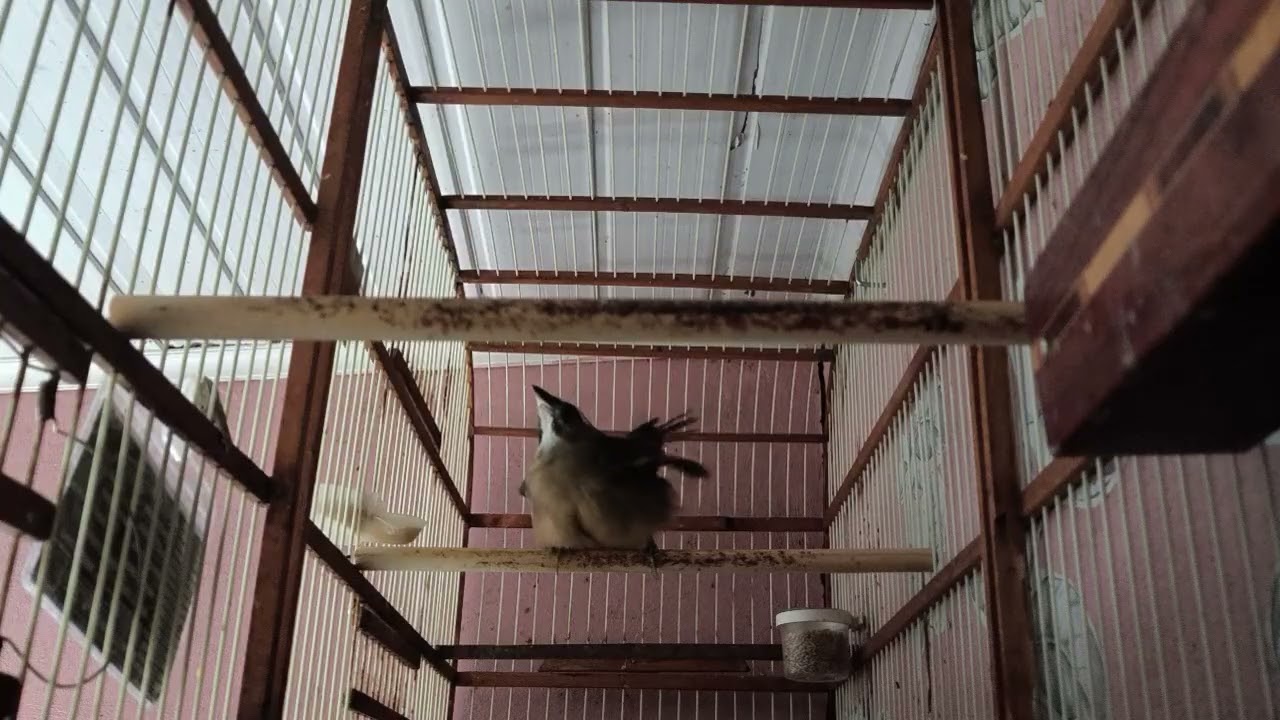 Encela Fêmea de trinca ferro quente , piando encelada e pedindo gala 