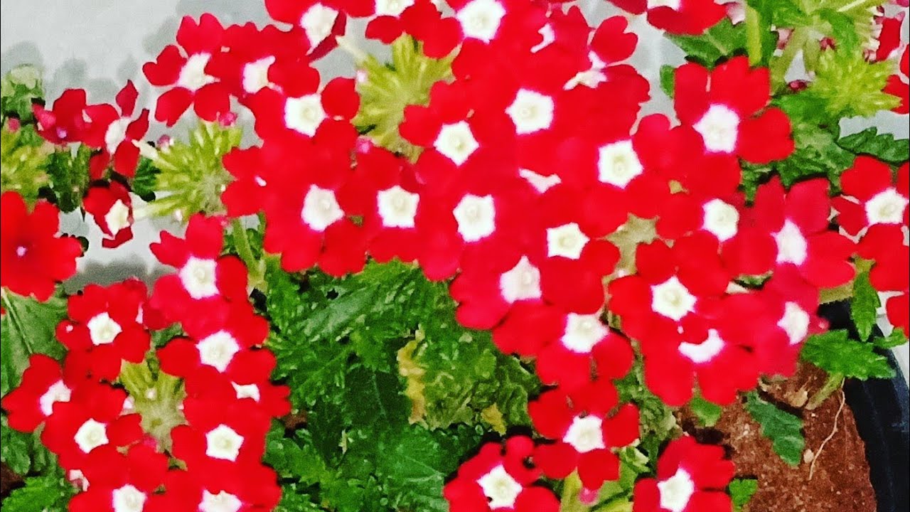 How to propagate Verbena easily