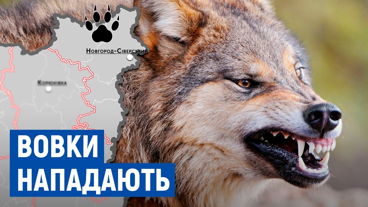 9 собак вбили вовки в чотирьох селах Новгород-Сіверщини: як планують боротися з їх нападами?