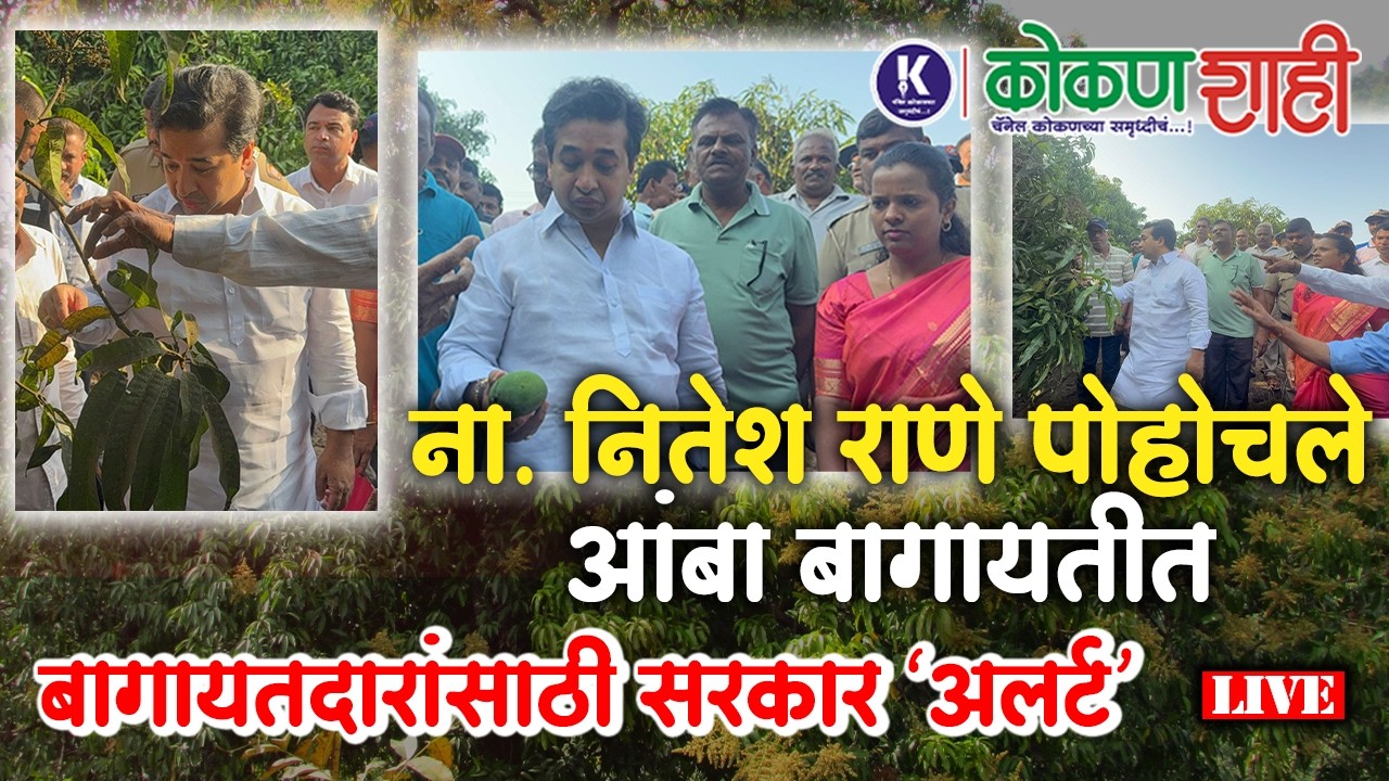 ना. नितेश राणे पोहोचले आंबा बागायतीत । बागायतदारांसाठी सरकार ‘अलर्ट’ । kokanshahi ।