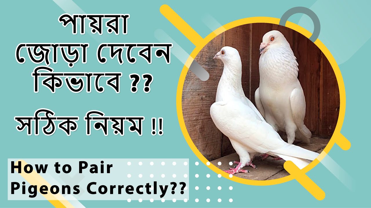 পায়রা জোড়া দেবেন কিভাবে ?? সঠিক নিয়ম !! How to Pair Pigeons Correctly??  #viralvideo  #trentingvideo