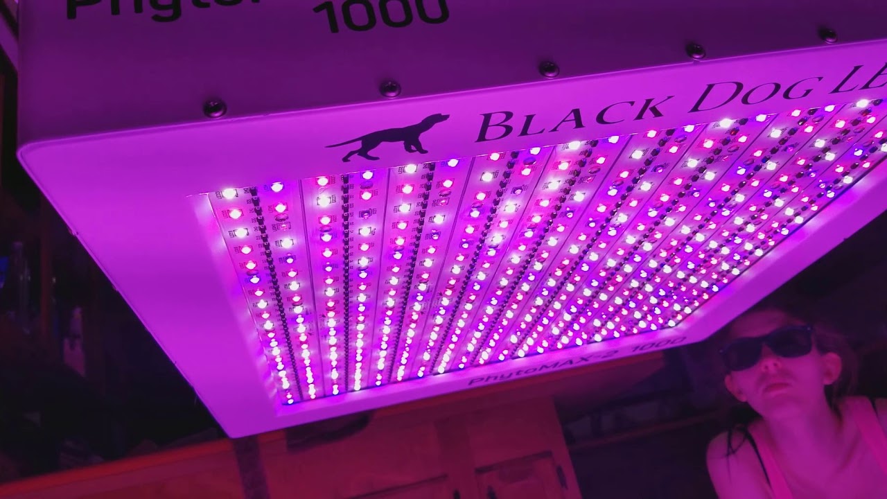 Perfect Sun LED VS Black Dog LED   New light and more