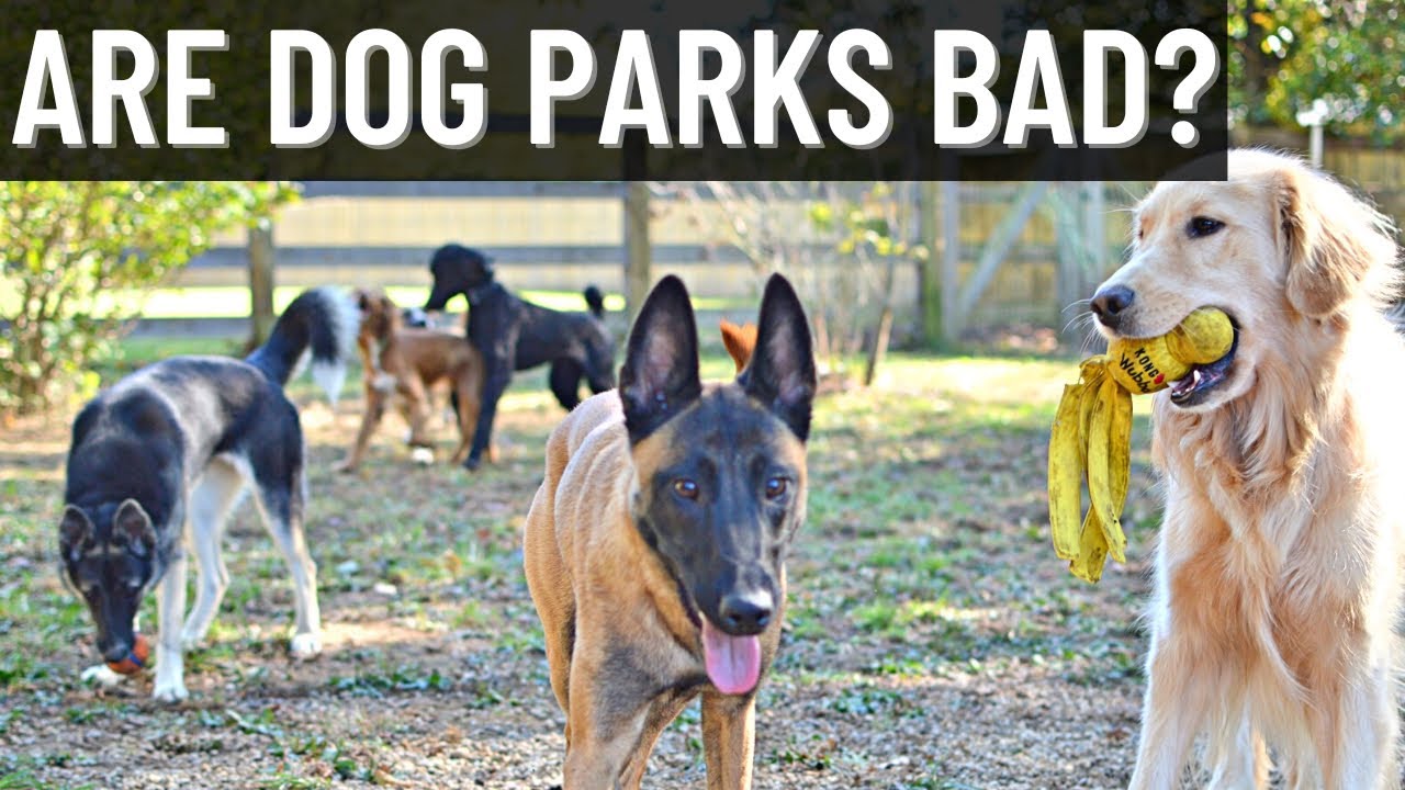 ARE DOG PARKS BAD?