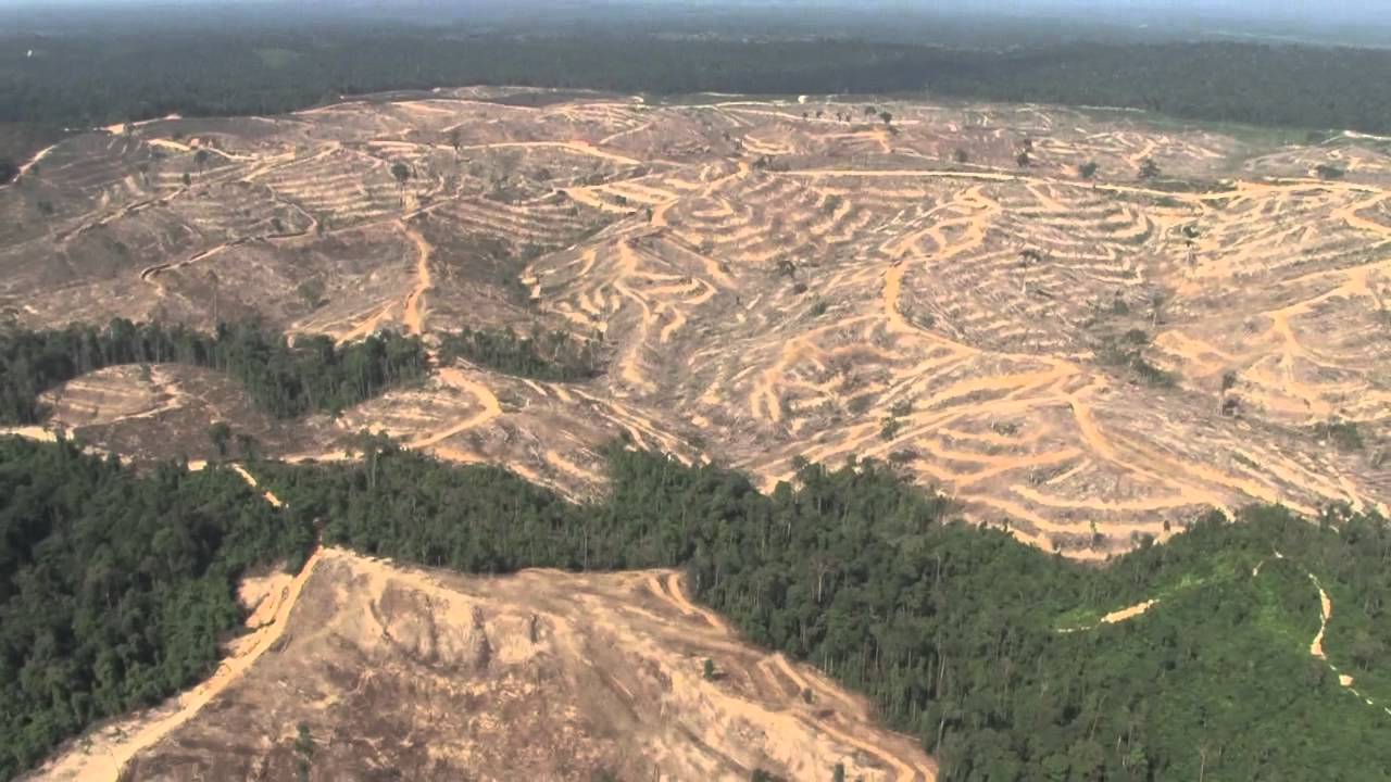 Sumatran Forest Destruction - News Reel