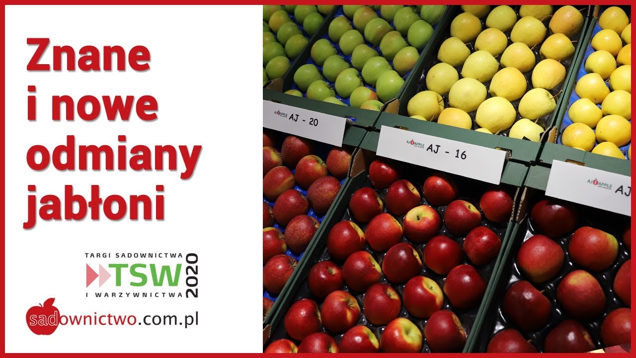 Odmiany jabłoni / Apple varieties - TSW 2020