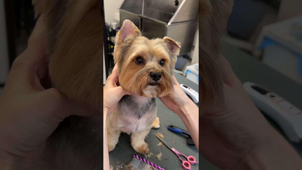 This is how I groom a Yorkie