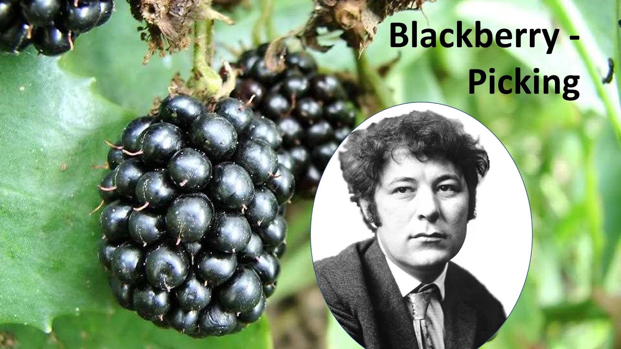 02 Blackberry Picking