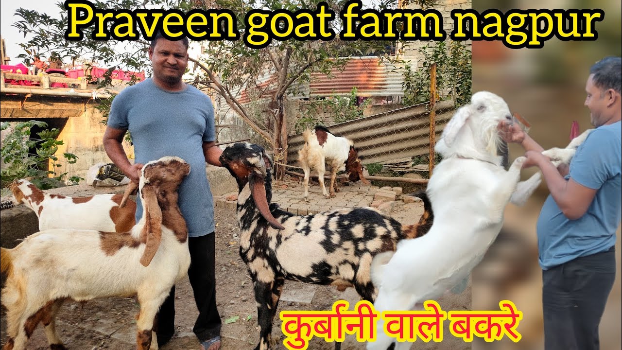 Praveen goat farm nagpur| Kota bakra ,totapari,barbari,malwa bakre dikhaye hai video me🐐kurbani wale