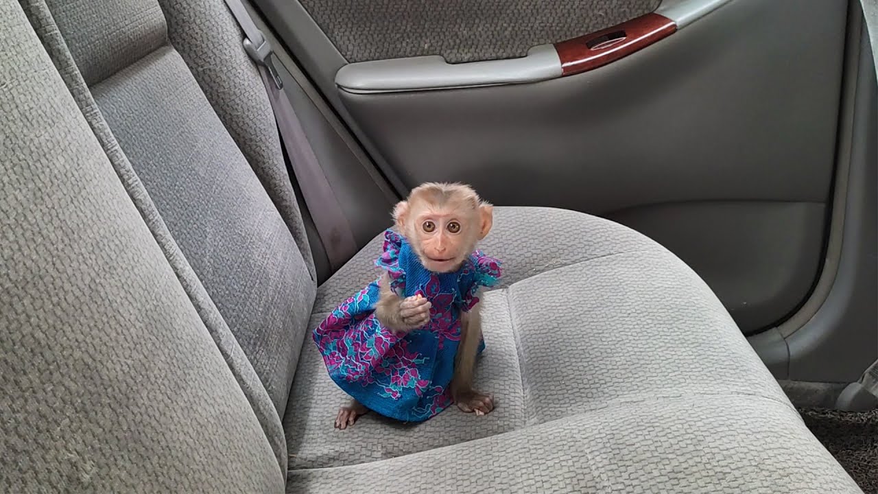 Jing Is On A Car Ride Home!
