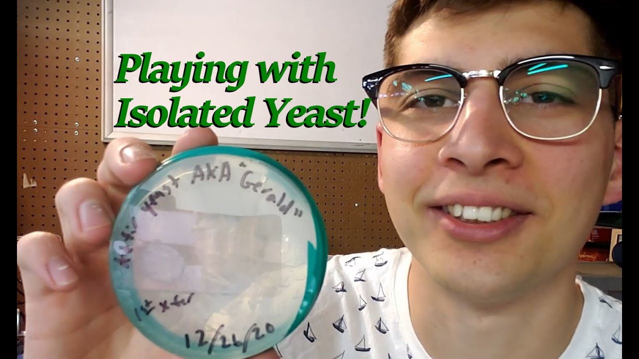 Yeast Isolated from Kefir Characterization