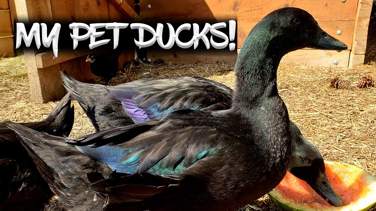 From Duckling to Adult in 52 DAYS! (Rare Cayuga Ducks!)