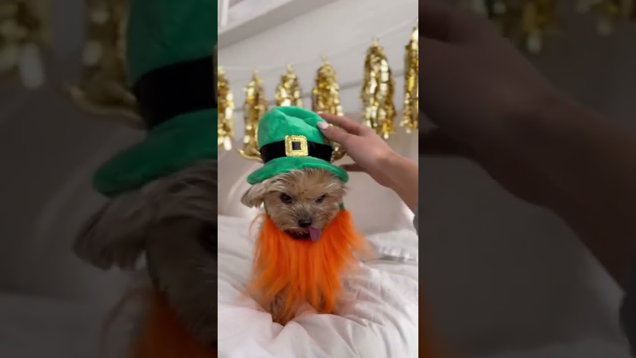 Happy St Patty&rsquo;s Day drunk  dog