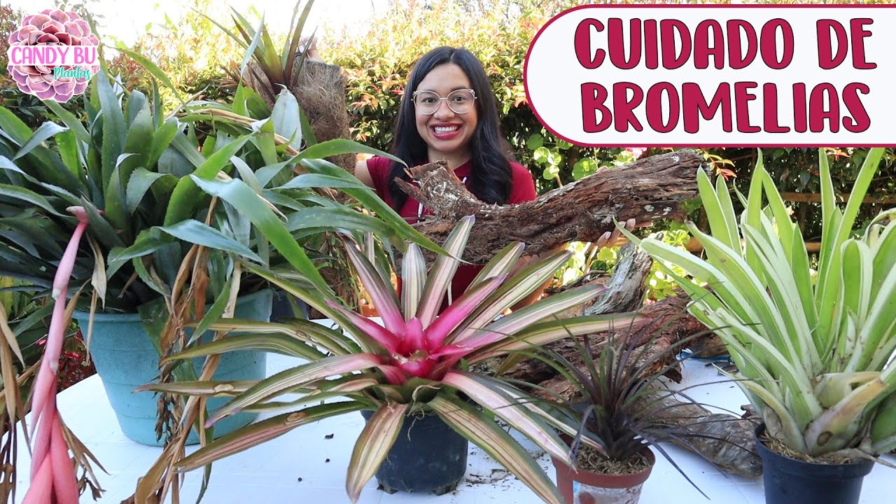 PLANTANDO BROMELIAS EN TRONCOS │Candy Bu