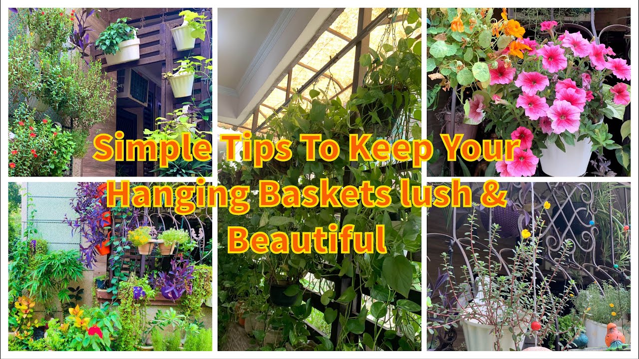 Keep your hanging baskets lush & beautiful || हैंगिंग बास्केट में लगे प्लांट की कैसे करे देखभाल