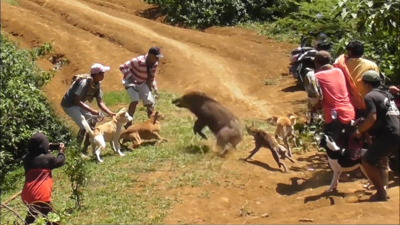 HAMPIR MAKAN KORB4N !!! BABI HUTAN NYARIS TABRAK PEMBURU || BURUAN BUKIK KANDUANG ||AMAZING HUNTING