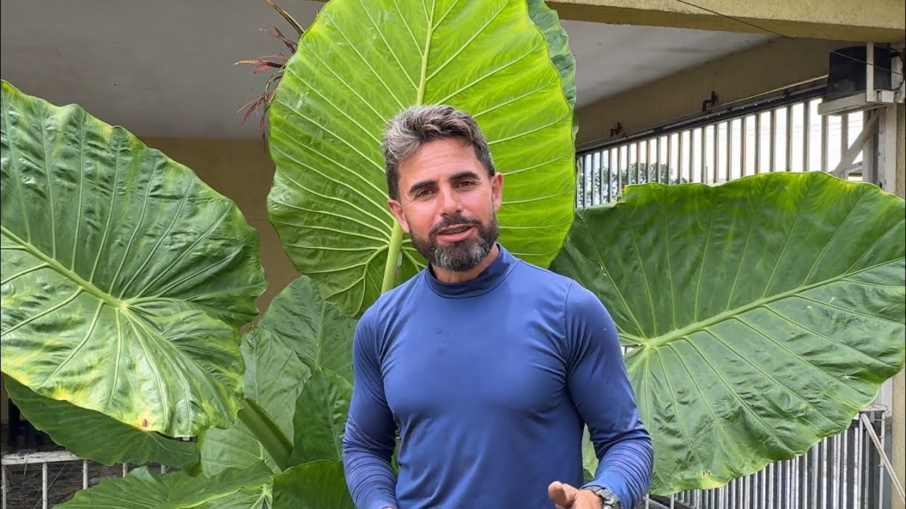 É assim que eu faço mudas da Alocasia Orelha de Elefante 