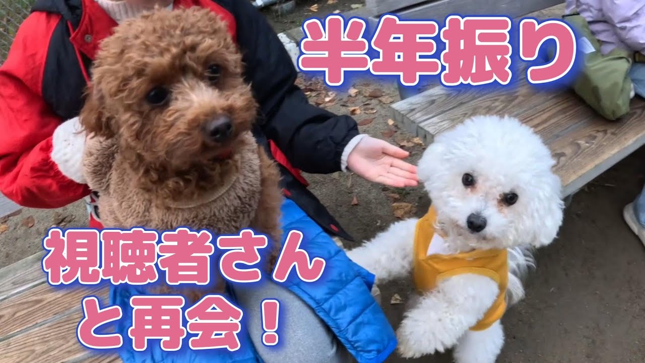 新年あけましておめでとうございます・・「半年ぶりの再会！」視聴者の女の子が会いに来てくれました！（１２月３０日編）ビションフリーゼの桃とトイプードルの梅