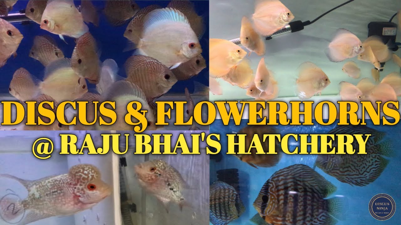 DISCUS @ Raju Bhai's Hatchery | FLOWERHORNS @ RAJU BHAI'S HATCHERY | Discus for sale in MUMBAI