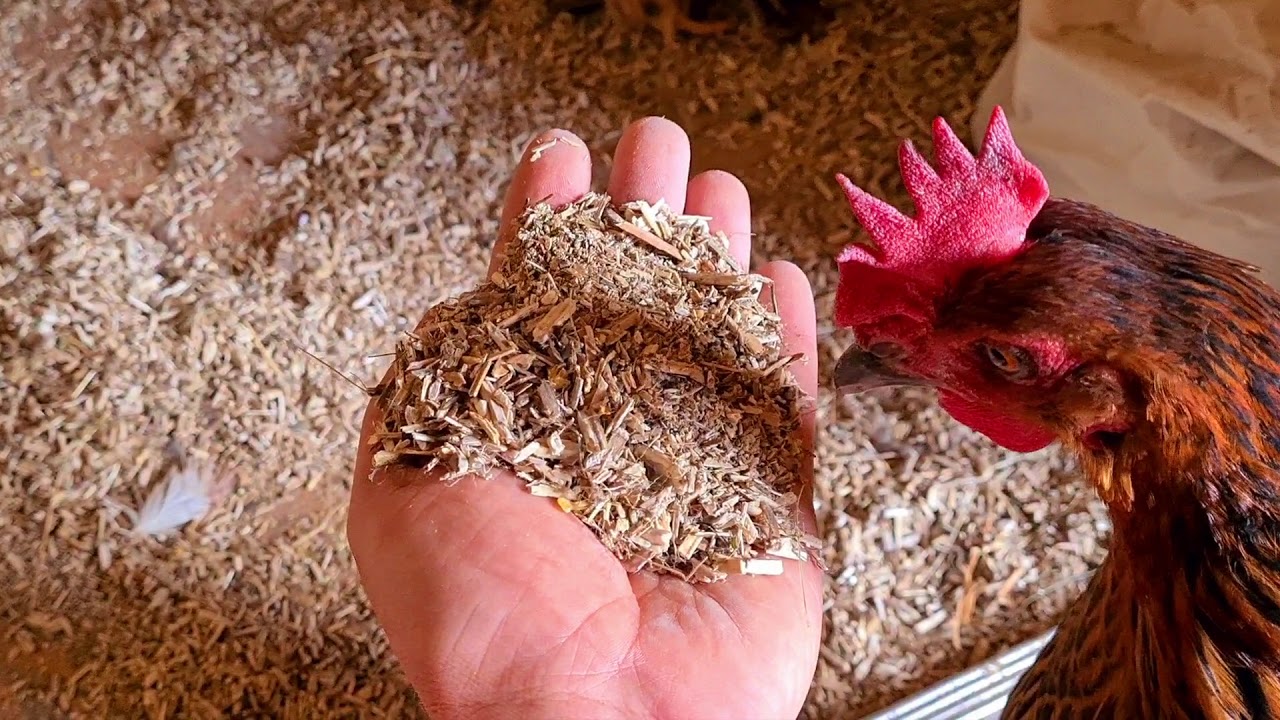 Einstreu für den Hühnerstall? Stroh Heu Sägespähne Hanf Steinmehl Resümee. Bekiffte Hühner?