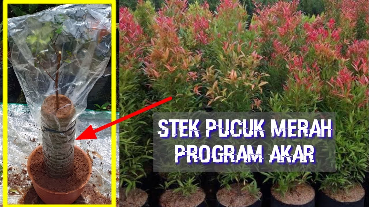 Cara Stek Pucuk Merah | Langsung Program Akar Agar Nanti Keren Dalam Pot