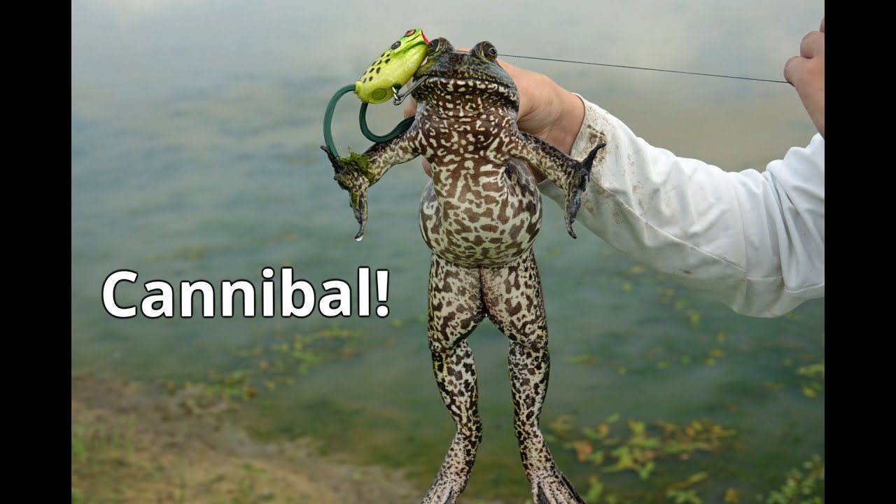 Bullfrogs are Cannibals!