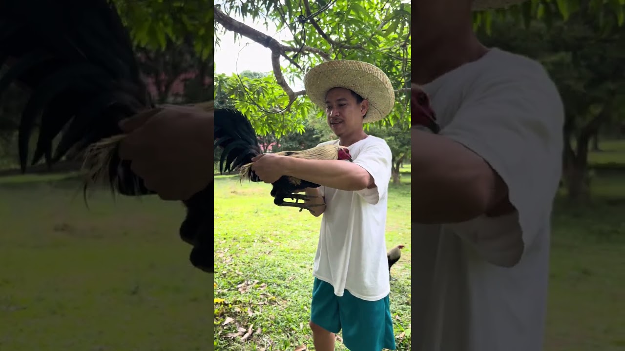 Update sa mga binili nating fertile eggs| Gamit din natin sa manokan ang disinfectant ng Envirolyte