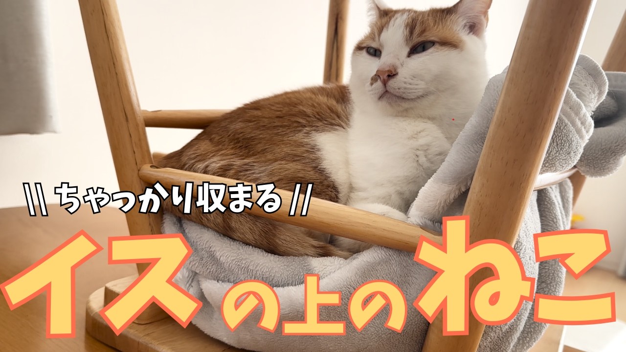 イスの上のねこ｜意外なところに収まってリラックスなねこ