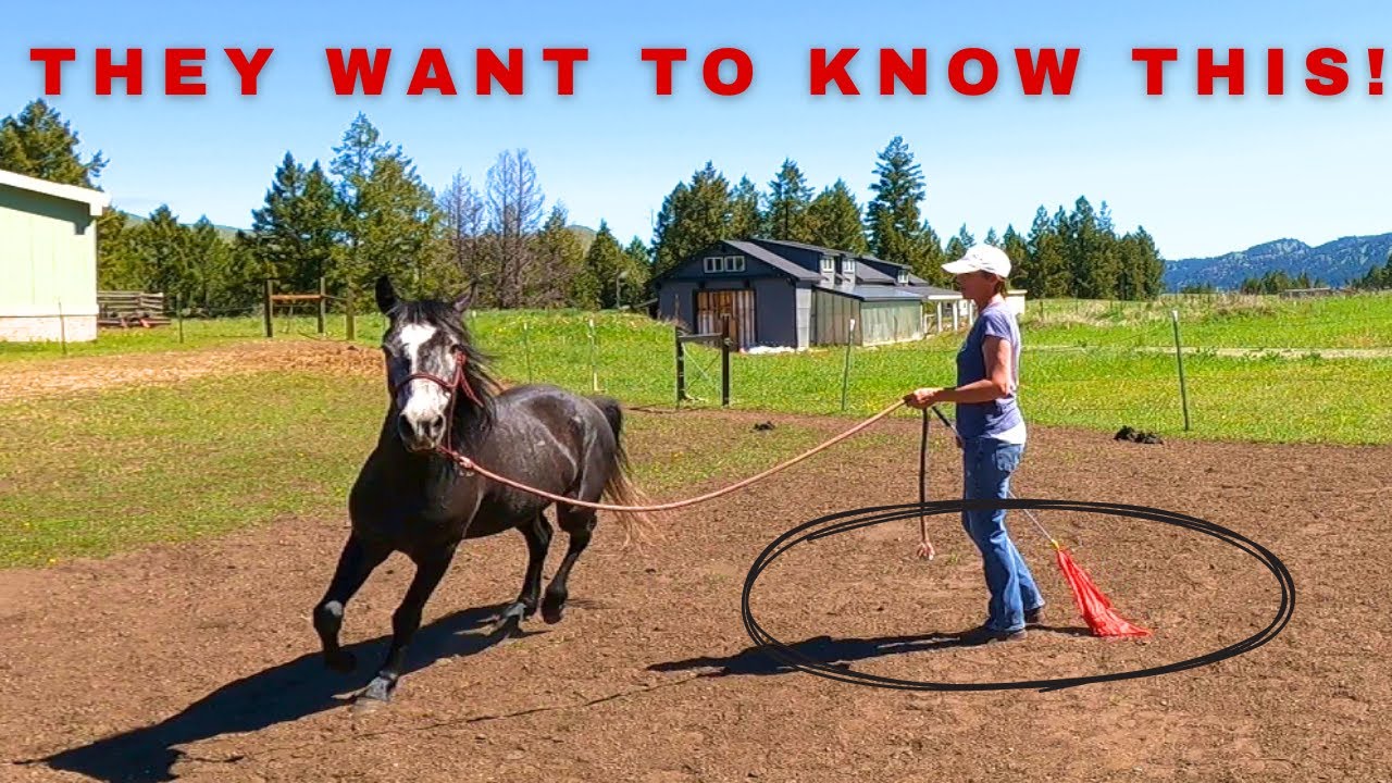GET ANY HORSE TO RELAX AND FOCUS ON YOU WITHIN MINUTES!