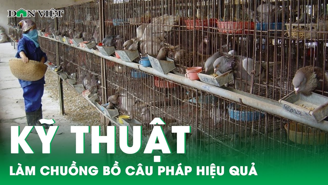 Kỹ thuật làm chuồng nuôi chim bồ câu Pháp cho hiệu quả tối đa | Báo điện tử Dân Việt