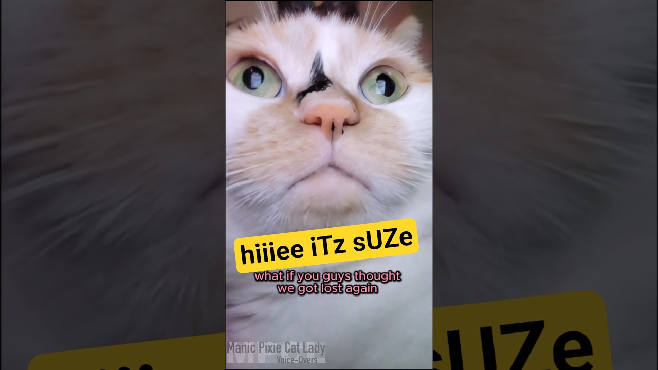 My Cat Steals My Phone to Post Again