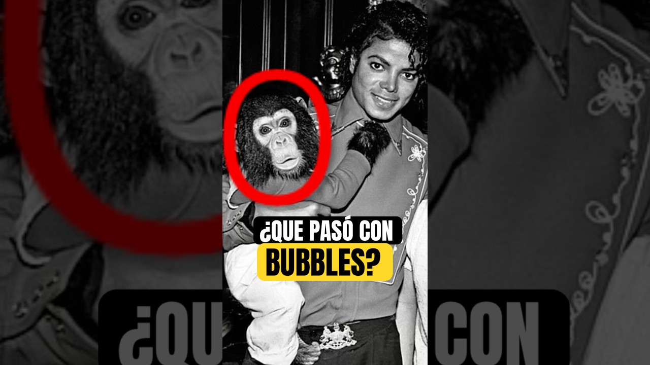 &iquest;Qu&eacute; pas&oacute; con BUBBLES?🙉El Chimpanc&eacute; de Michael Jackson‼️#michaeljackson #michael
