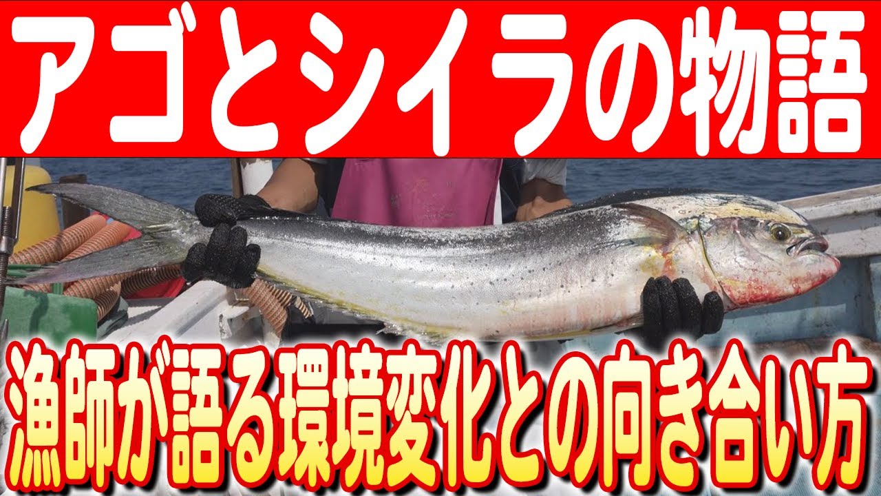 【漁期わずか1カ月半の勝負】アゴを追うシイラ！生月島の漁師が挑むアゴ漁と環境変化への思い　日本財団 海と日本PROJECT in ながさき 2024 #32