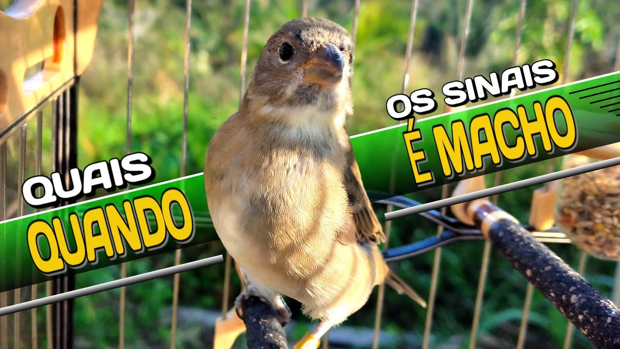 COMO identificar SE o pardo É MACHO ou FÊMEA dicas e DETALHE
