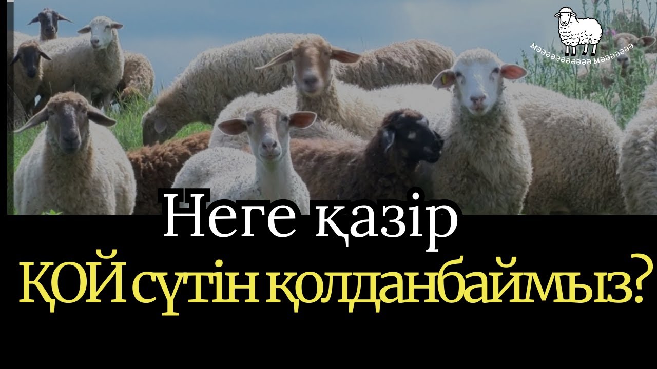 Қойдың сүтін неліктен қолданбай кеттік? Қазақтар қойдың сүтін қалай қолданған?