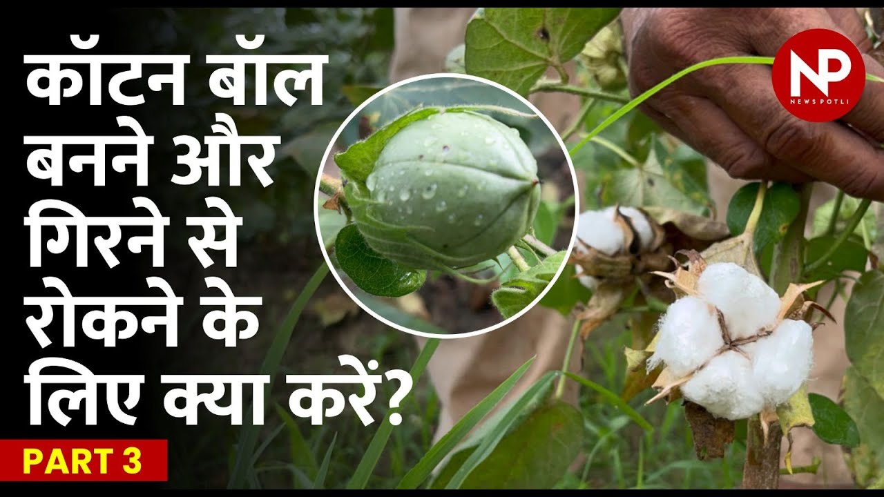 कॉटन बॉल और फूल गिरने से रोकने के लिए क्या करें किसान? | Fertilizer and pesticide in cotton crop