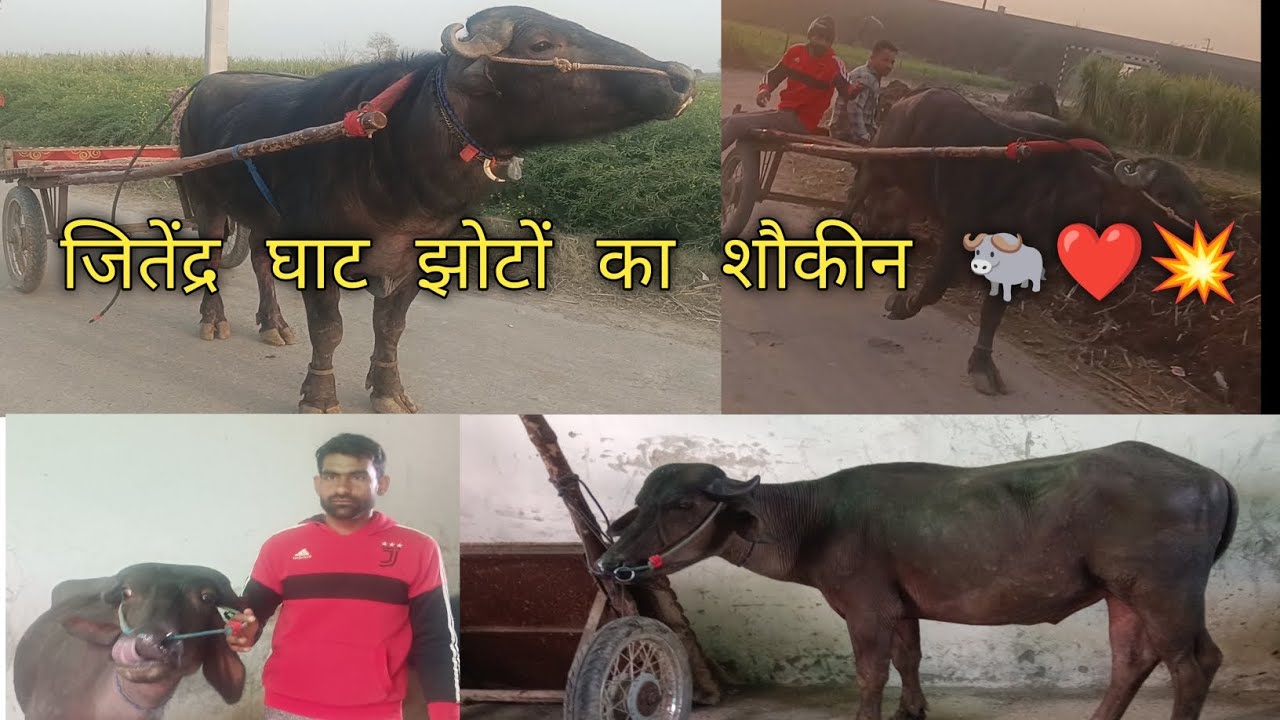 जितेंद्र घाट झोटों का शौकीन 🐃#jhota #jhotaracegangaji #trending 