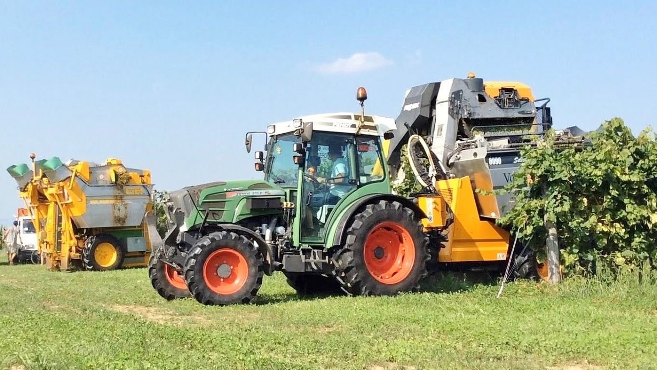 GRAPE HARVEST - Gregoire G2 + Volentieri Pellenc 8090 + 2 Fendt 211P