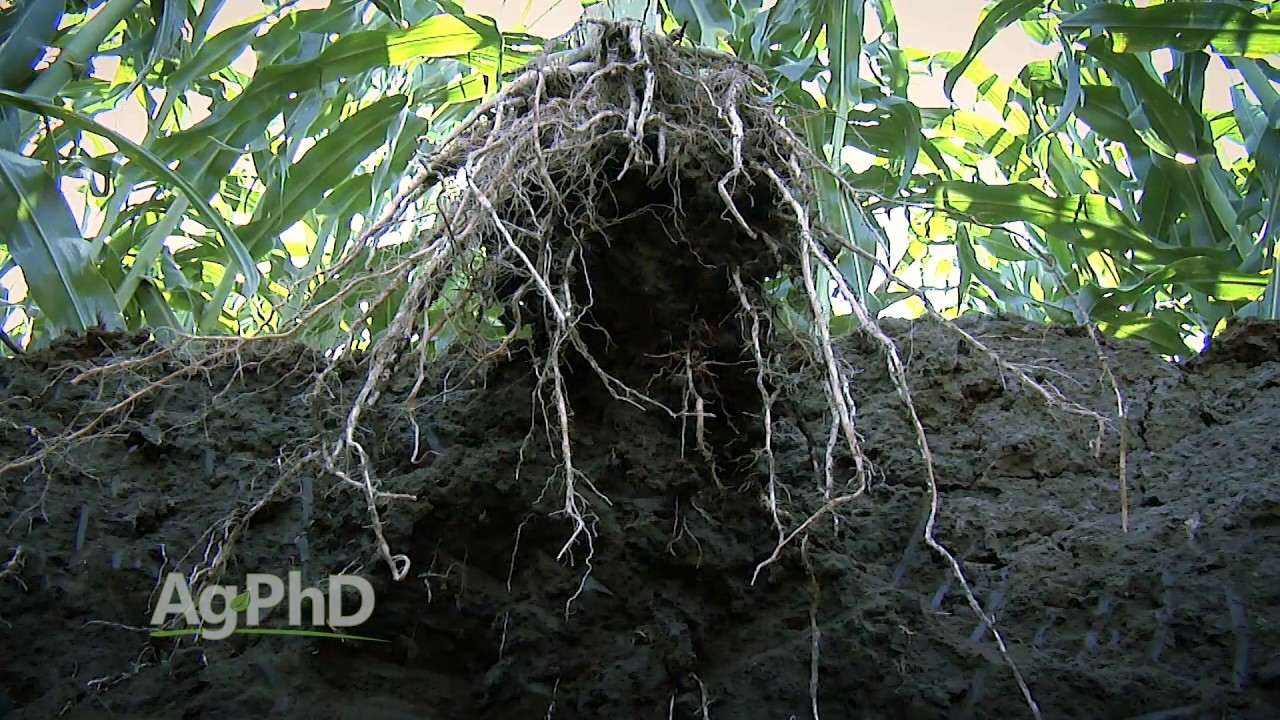 Farm Basics #978 Soil Life (Air Date 1-1-17)