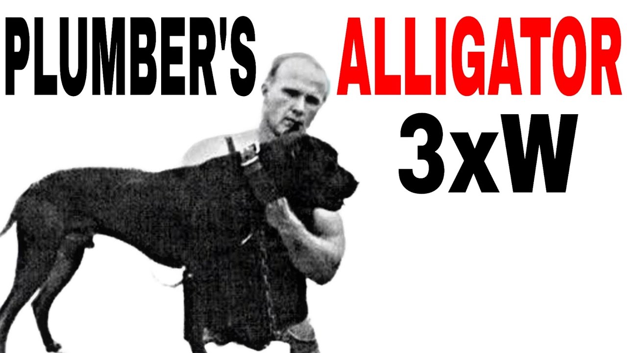 PLUMBER'S CHAMPION ALLIGATOR 3xW - Dog Fighting History - Pitbulldog CH ALLIGATOR  