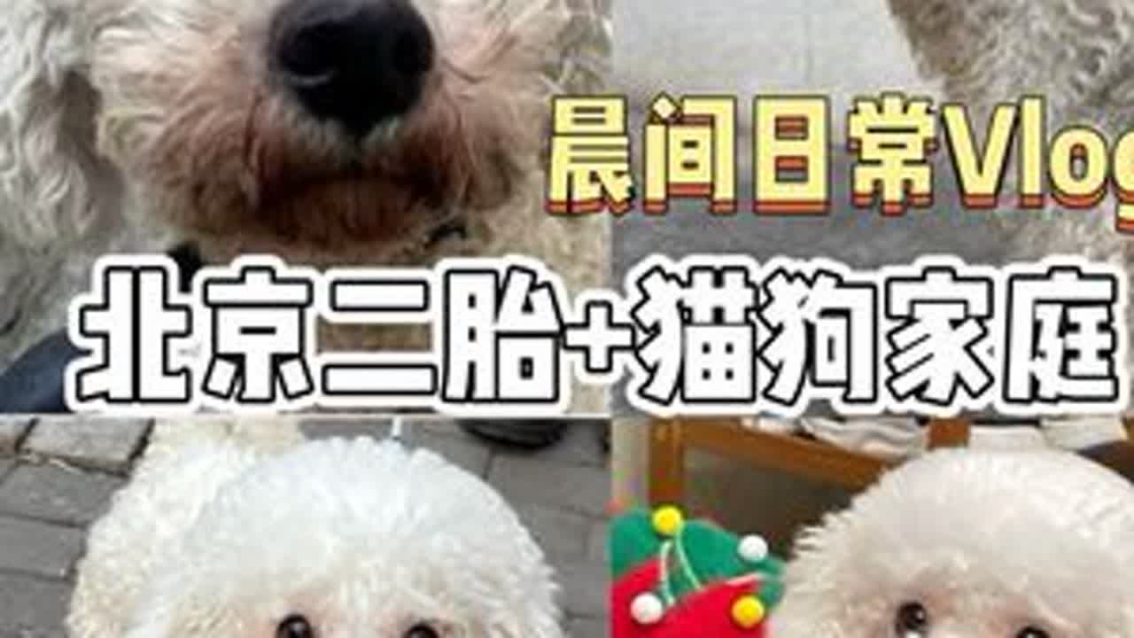 Vlog242｜北京二胎+猫狗家庭晨间日常169 这俩周没把狗子放出来，因为多米🐶需要治疗眼睛和皮肤，前一天复诊无恙。多米长时间吃喝拉撒都在笼子里，导致前胸四肢的尿味和尿渍去不掉，所以还是得剃...